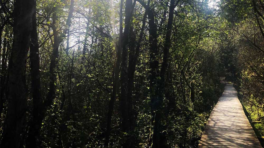 Holzbohlenweg des Moorlehrpfads am Hofstätter See im sonnendurchfluteten Auwald des Chiemgaus